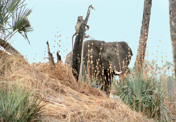 AfricaTrip photo